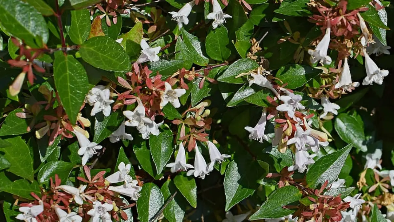 Abelia Grandiflora cuidados