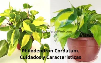 Philodendron Cordatum Cuidados