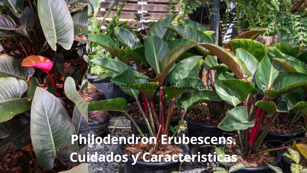 Philodendron Erubescens cuidados