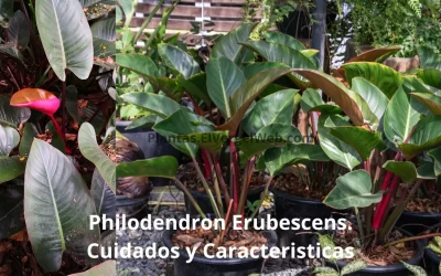 Philodendron Erubescens cuidados