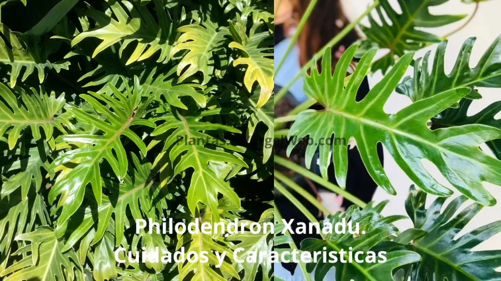 Philodendron Xanadu Cuidados