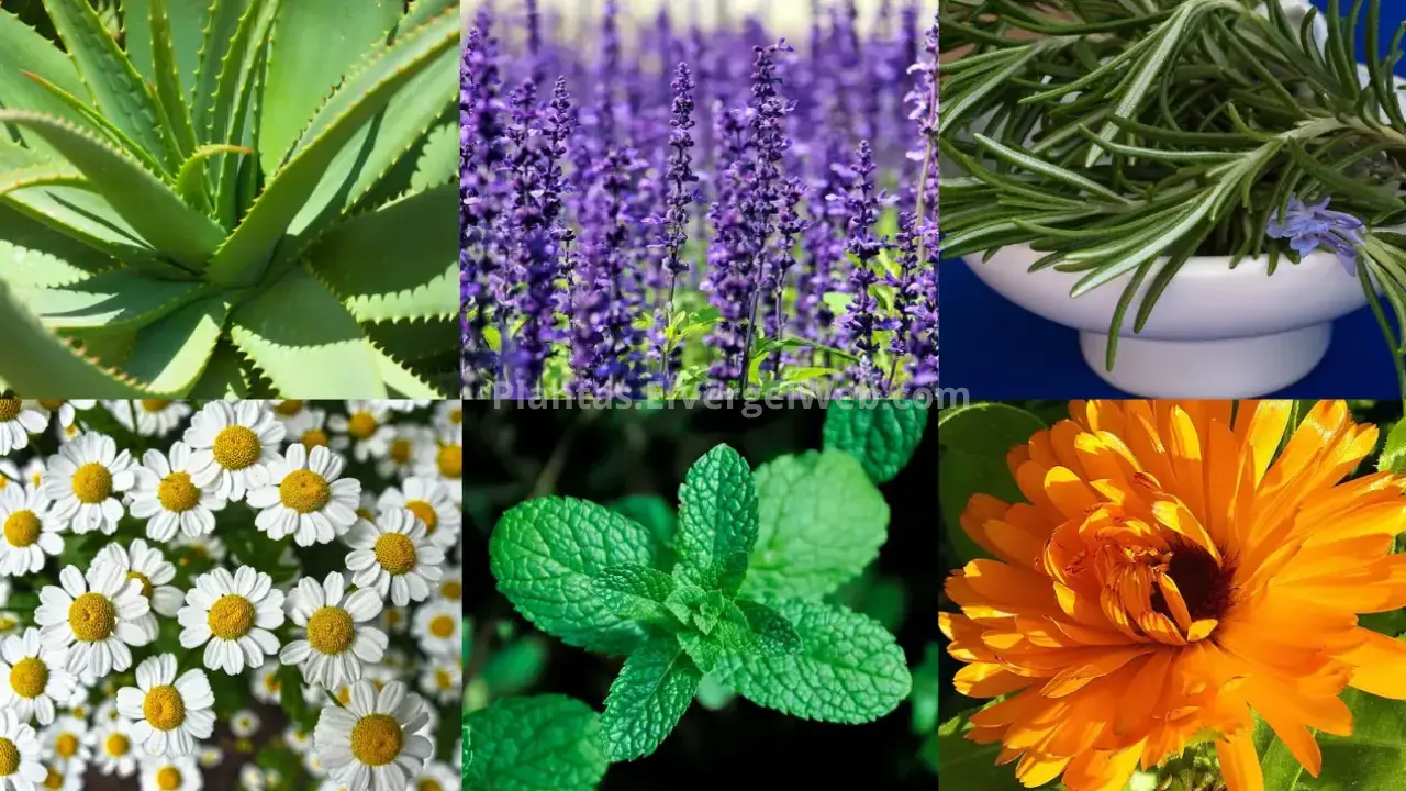 Plantas Medicinales que Puedes Cultivar en Tu Jardin