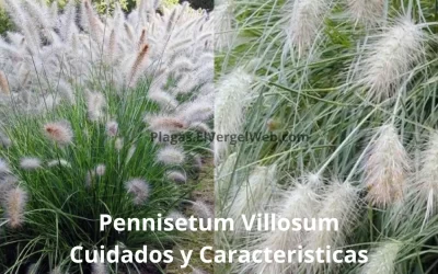 pennisetum villosum Cuidados