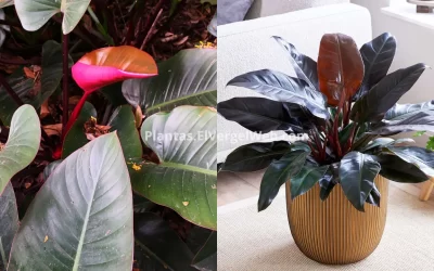 philodendron imperial red
