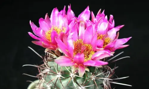 plantas mas faciles de cuidar cactus