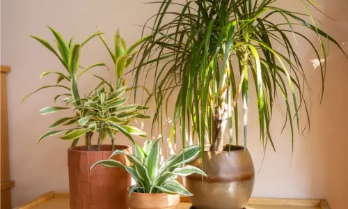 plantas mas faciles de cuidar dracaena