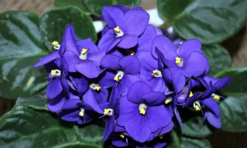 plantas mas faciles de cuidar violeta africana