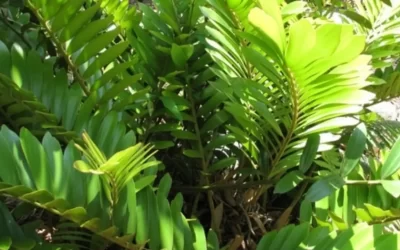 zamioculca zamiifolia